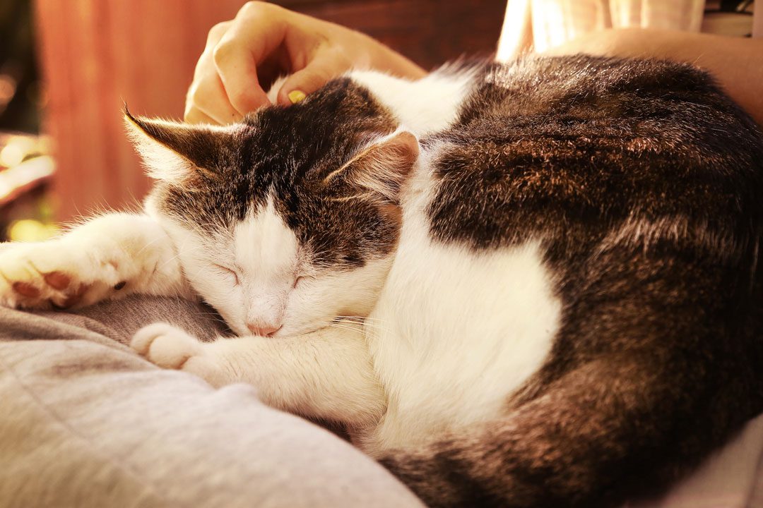 old brown and white cat laying on woman's lap