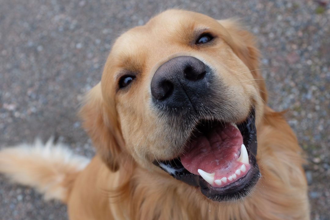 close up of happy golden retriever sitting outside