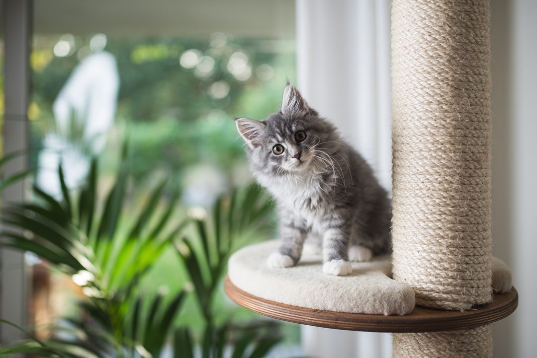 gray Maine coon kitten sitting on cat tower