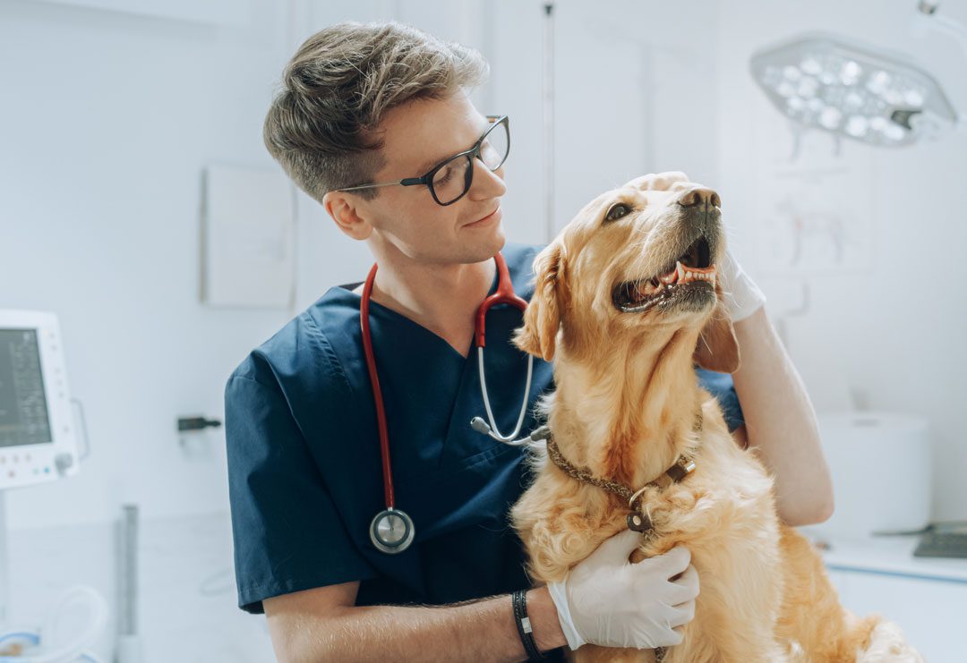 Male Vet With Dog