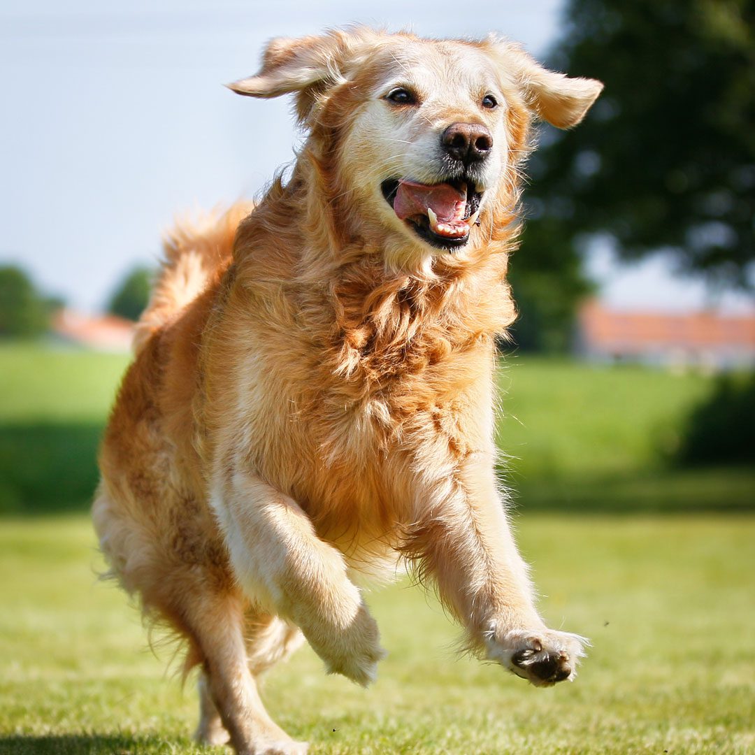 Senior Golden Retriever