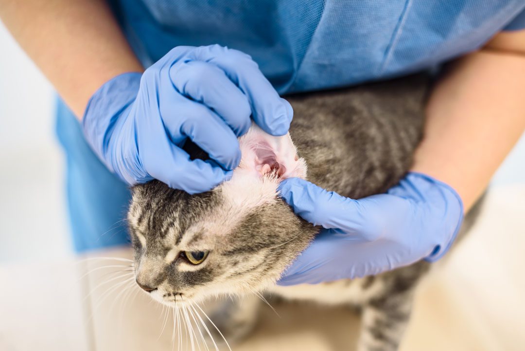 Vet Examining Cats Ear