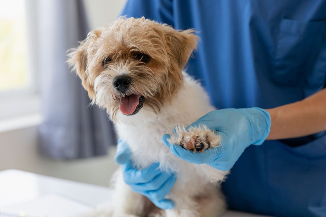 small brown and white dog at veterinary check-up