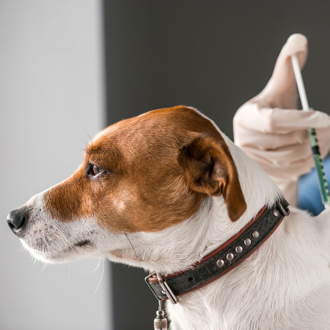 veterinarian giving vaccine injection to dog