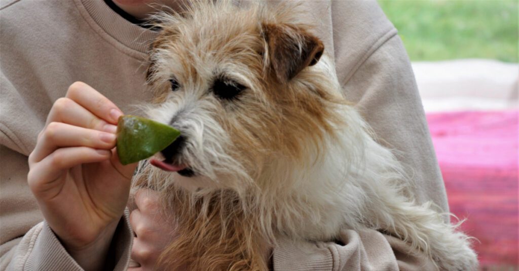 small dog sitting in owner's lap sniffing mango