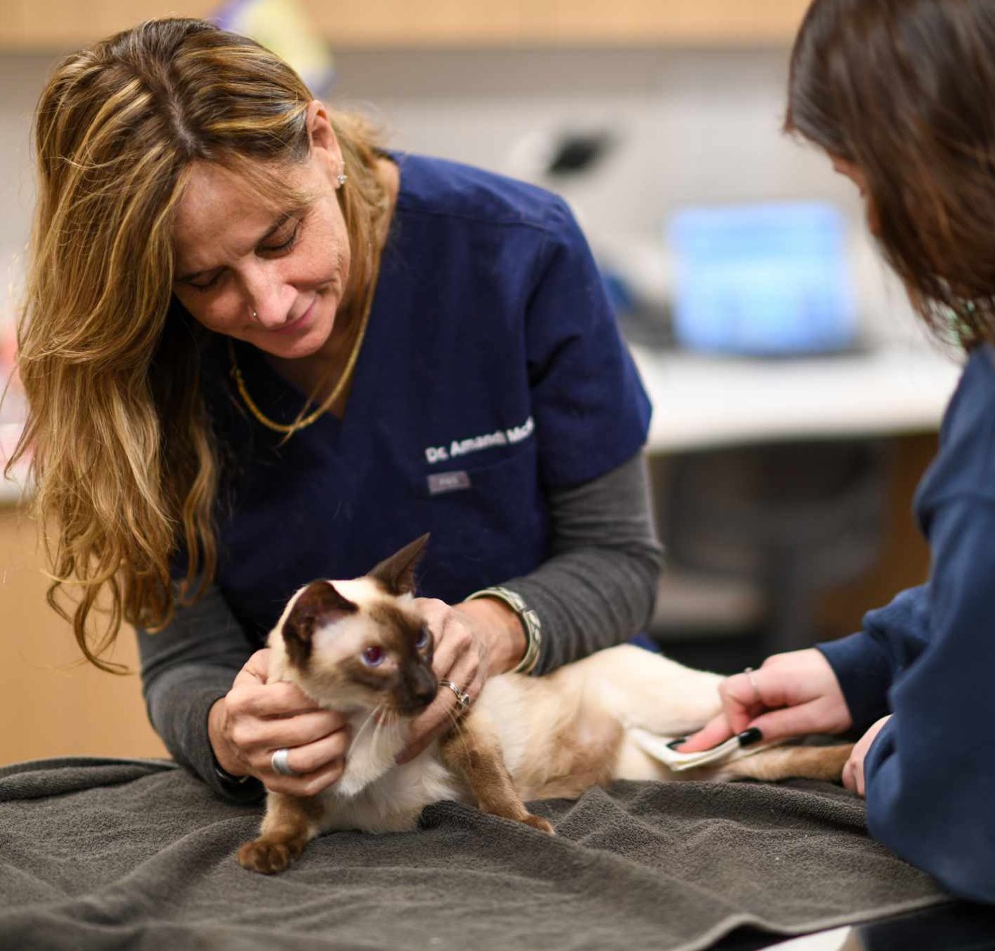 Two Vets Cat Exam 