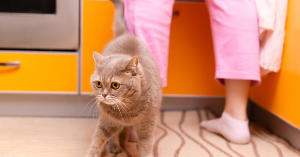 cat rubbing against owner's leg in the kitchen