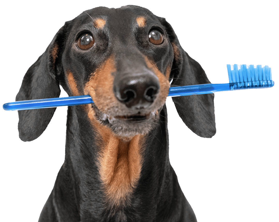 Dog With Toothbrush