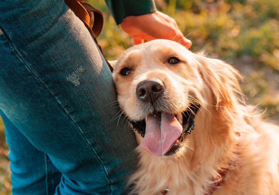 Person Petting Happy Dog