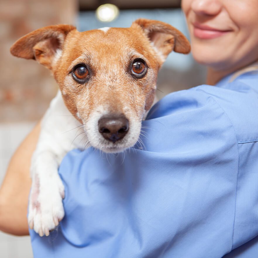closeup of vet holding small brown and white dog